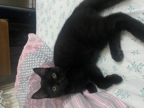 Bombay kedimiz bolu