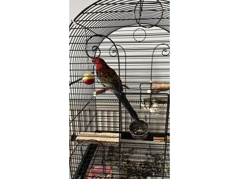 Ankara keçiören 5 aylık erkek rozella papağanı