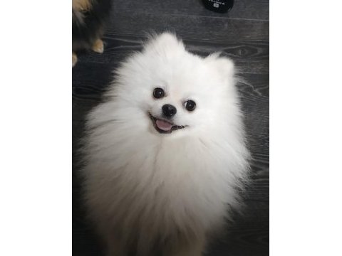 Es ılanı sut beyaz pomeranian