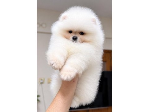 Kartopu gibi pomeranian boo