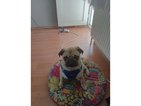 Eğitimli pug