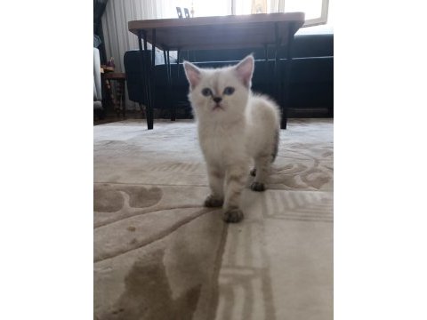 Teslime hazır british shorthair kuzucuklar