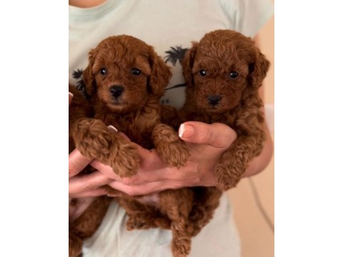 Toy poodle yavruları