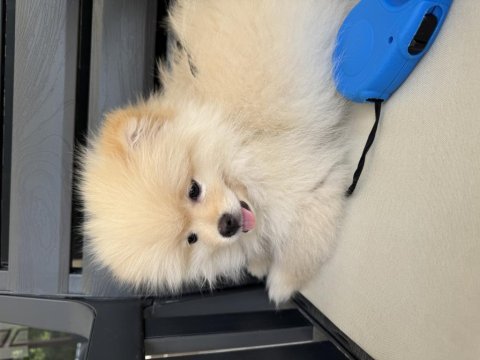 3 aylık pomeranian