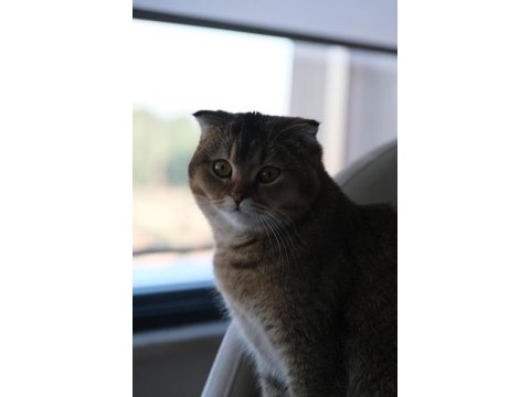 Ücretsiz sahiplendirme scottish fold