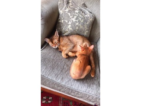 Safkan secereli anne babadan abyssinian yavrular