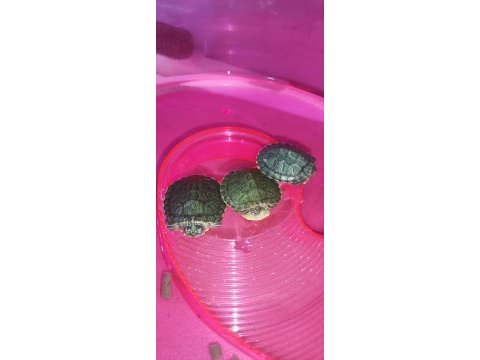 Bebek kaplumbağalar görücüde