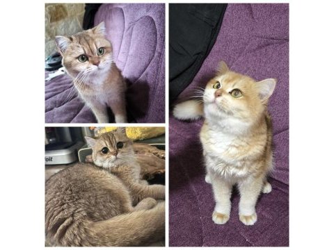 Şecereli british shorthair golden kediler
