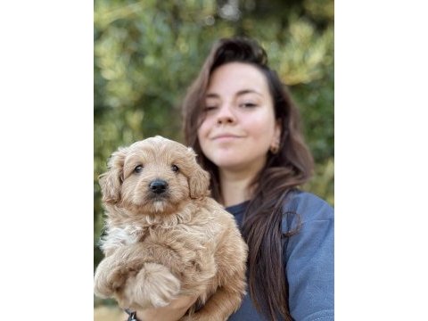 Mini doodle yavru ailesini bekliyor