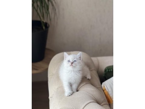 Hemen teslim british shorthair yavrum