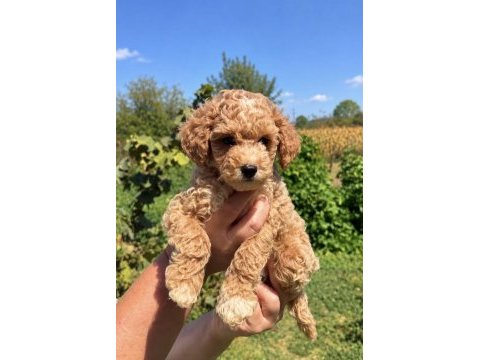 Maltipoo biblo mini boy erkek