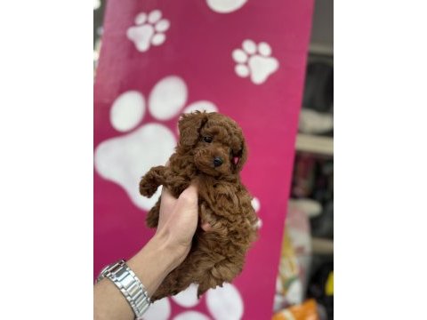 Oyuncak değil gerçek poodle bebekler