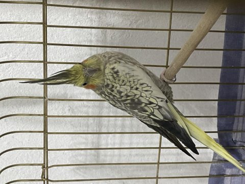 Erkek ara sıra konuşan yaşında sultan papağanı