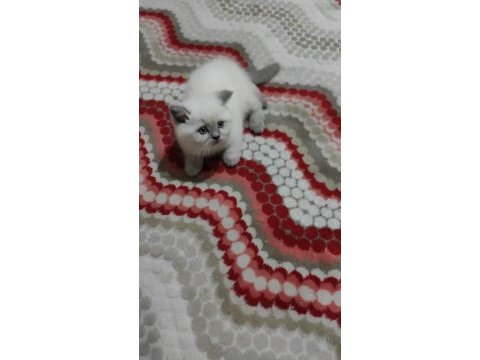 British shorthair kediler