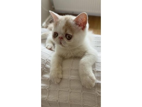Arayarak bilgi alın mesajlara dönüş yapılmayacaktır