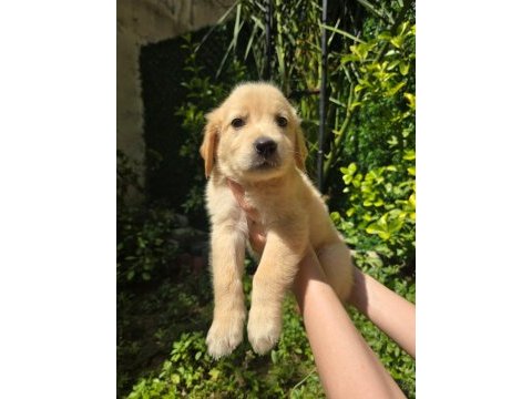 Golden retriever yavru 3 aylık