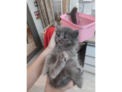 Erkek british longhair
