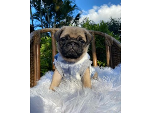 Irk garantili pug yavruları