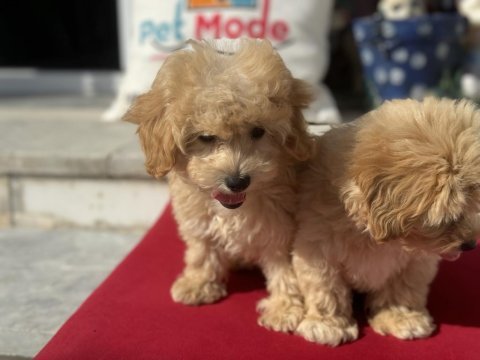 Profesyonel çiftlikde ziyarete açık maltipoo
