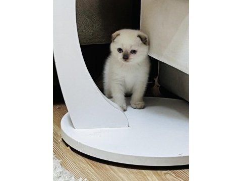 3 aylık scottish fold bluepoint yavru