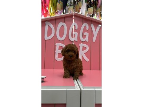 Kıvır kıvır poodle yavrularım ömürlük ailesini arıyor