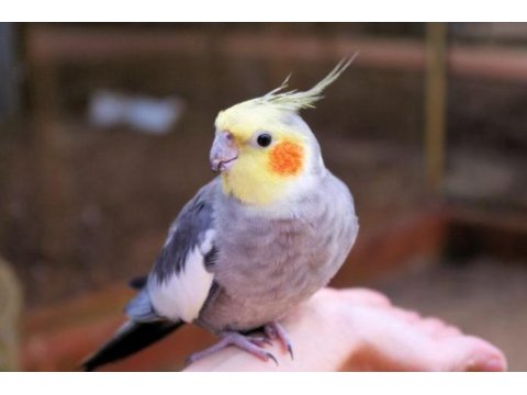 Sultan papağanı çiftler yumurtalı