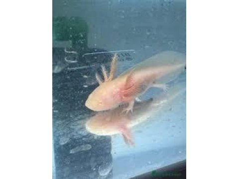 Axolotl semenderi çok tatlı adana