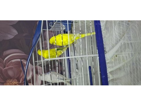 Dişi erkek muhabbet kuşlar