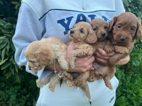 Bir avuç mutluluk poodle