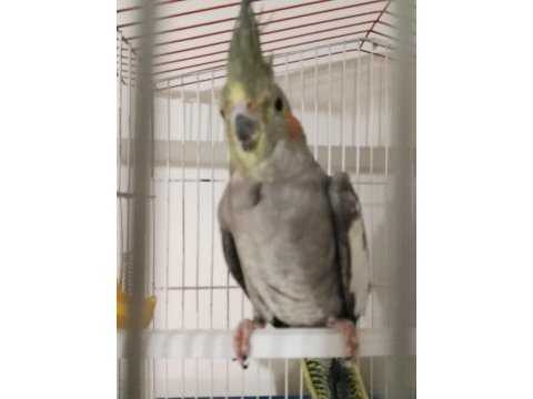 Çift damızlık grenwiff sultan papağanı