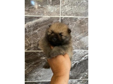 Orjinal ayı surat pomeranian boo yavrular