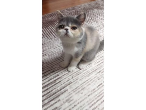 Dişi egzotik kedimiz yeni yuvasına gitmeye hazır