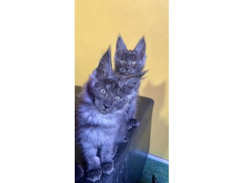 Safkan main coon yavrular