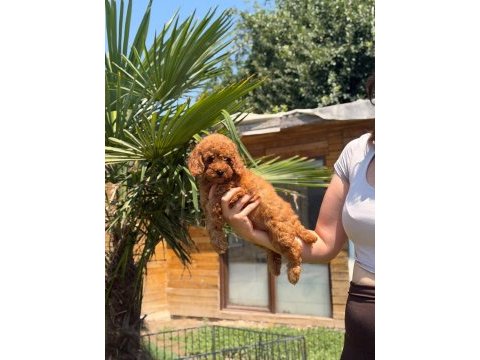 Red toy poodle yavrular