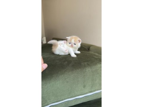Exotic shorthair snoopy dişi bebek