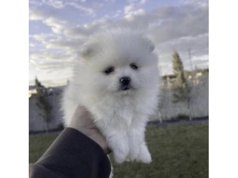Pomeranian boo sağlıklı ve bakımlı