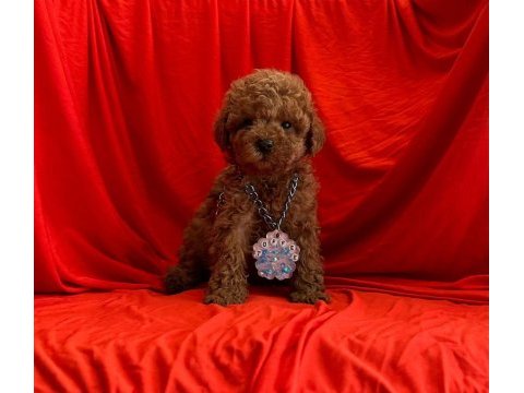 Yavru toy poodle köpeğimiz
