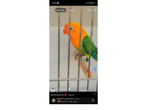 Özel mutasyon cennet papağanları