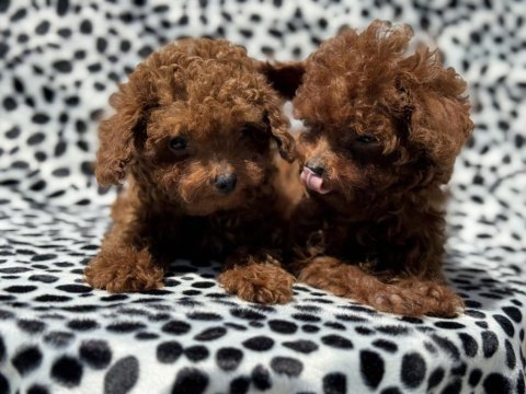 Redbrown toy poodle yavrularımızı görüp ala bilirsiniz