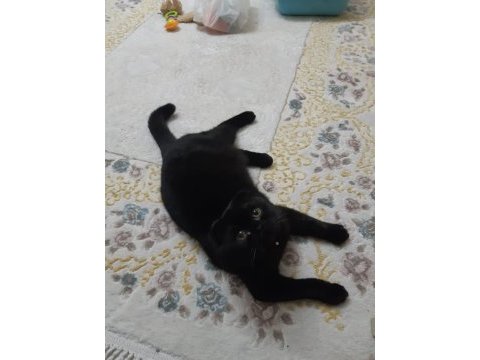 Çok uysal scottish fold kesinlikle kötü huyu yoktur