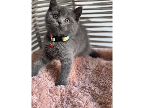 A kalite ayıcık british shorthair yavrular