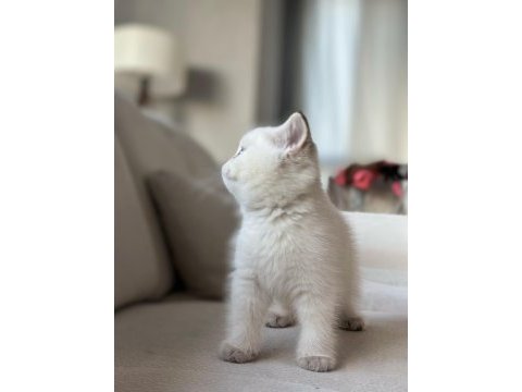 A kalite british longhair yavrular sahiplerini arıyor