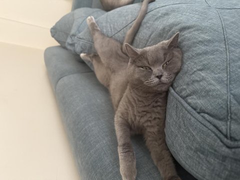 1 aylık hamile british shorthair