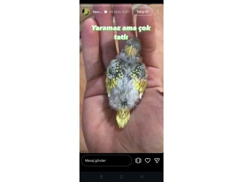 Cıvıl cıvıl rengarenk uysal bebek kuşlar için ulaşın