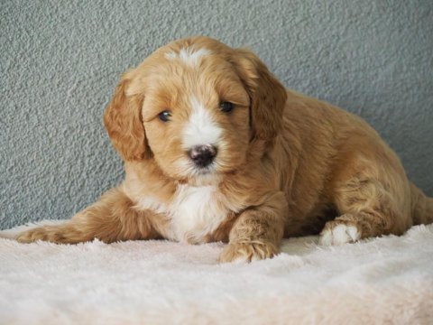 F1b goldendoodle yavrular