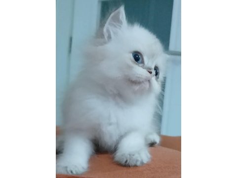 British longhair 35 günlük