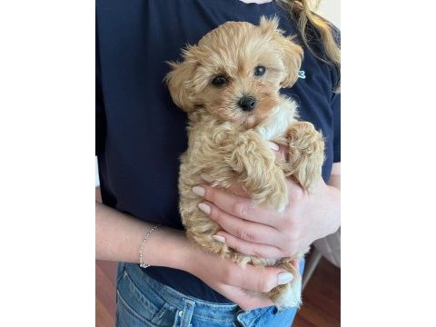 Fırsat yavruları bebek yüzlü maltipoo