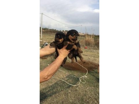 A klass rottweiler yavruları