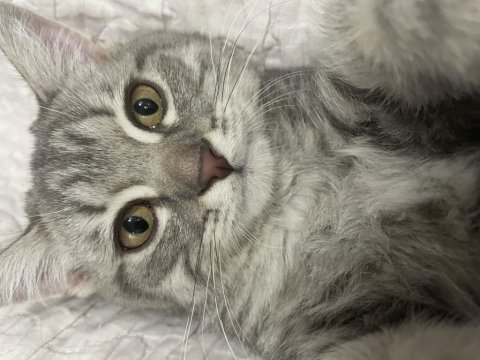 British shorthair oğluma yuva arıyoruz