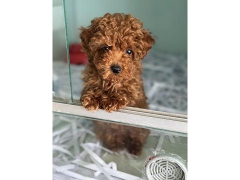 Ankaranın en özel toy poodle yavruları